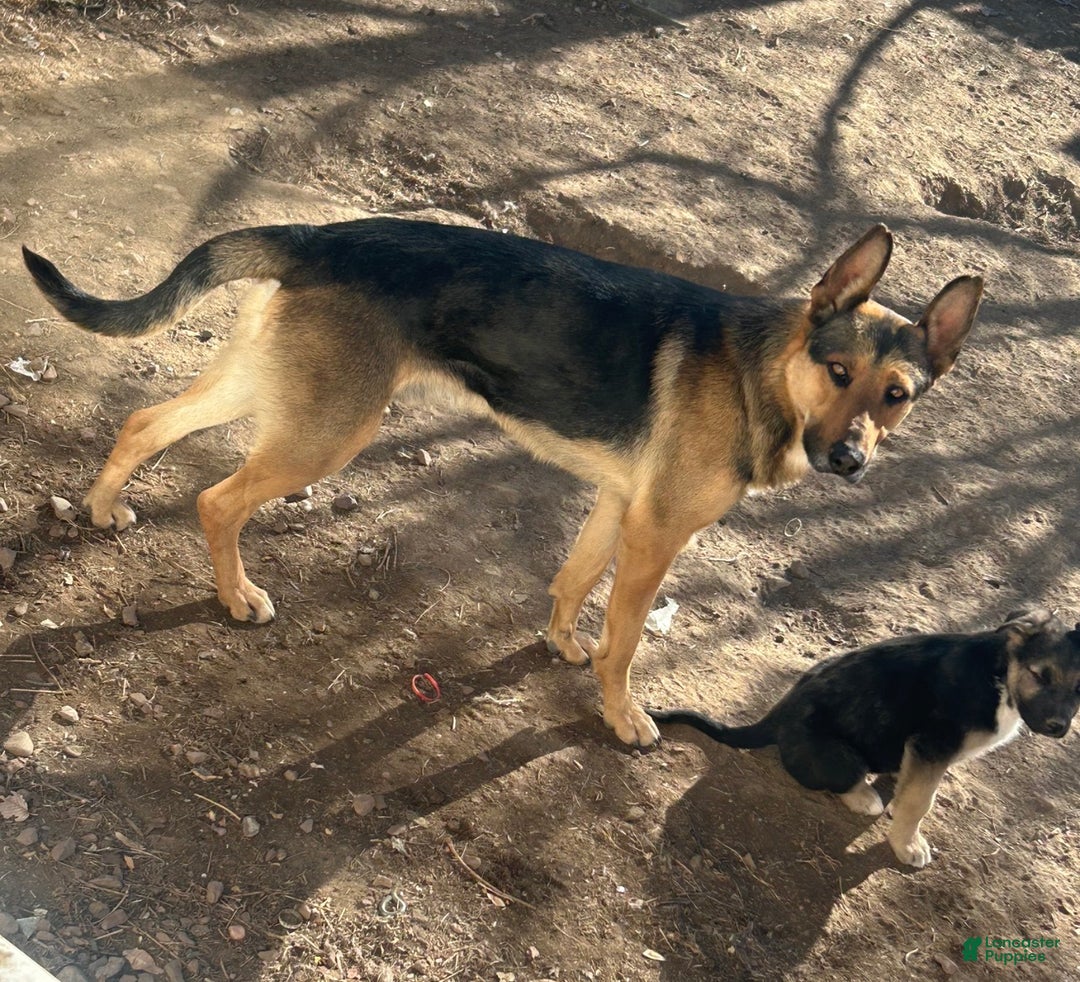 Mixed Breed dogs for sale: Mixed Breed Puppy 1 - Ad 5