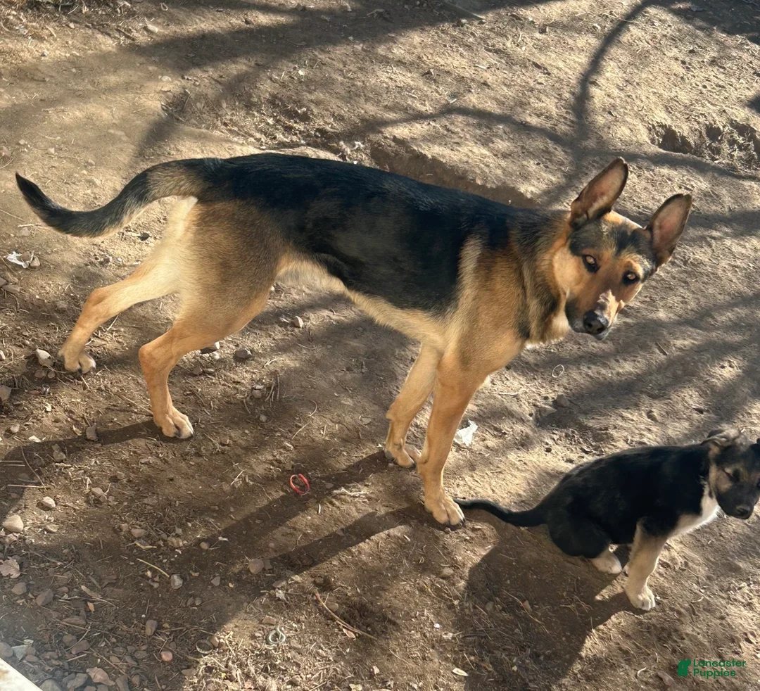 Mixed Breed dogs for sale: Mixed Breed Puppy 2 - Ad 4