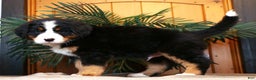 Bernese Mountain Dog dogs for sale: Jordan - Ad 8