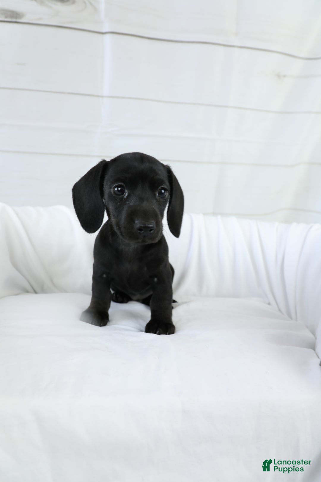 Miniature Dachshund dogs for sale: Belle - Ad 2