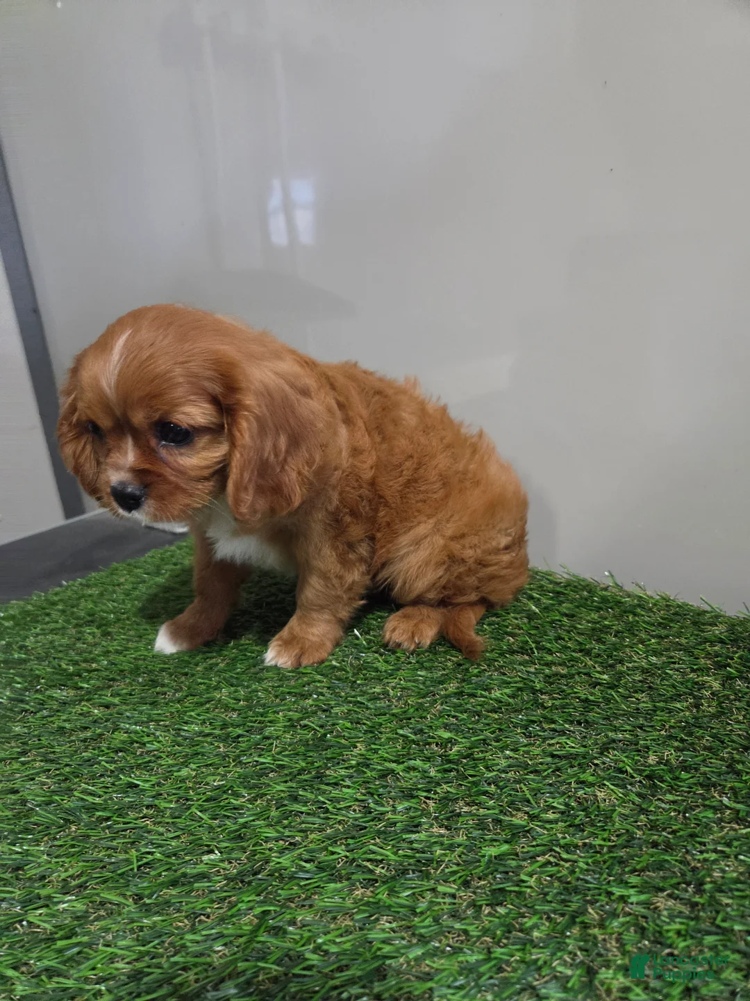 Cavalier King Charles Spaniel dogs for sale: Chloe - Ad 2