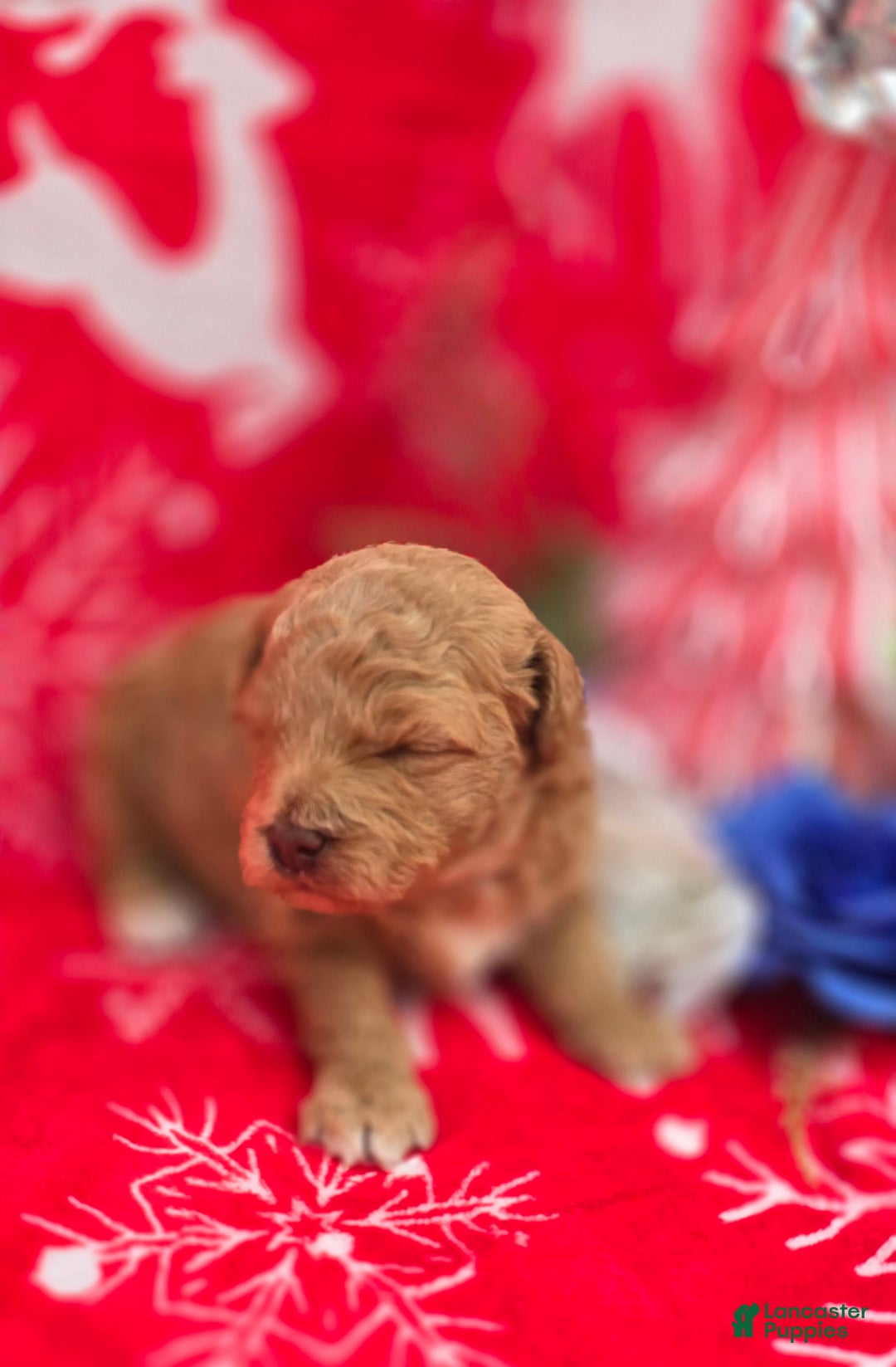 Mini Goldendoodle dogs for sale: Garland - Ad 13