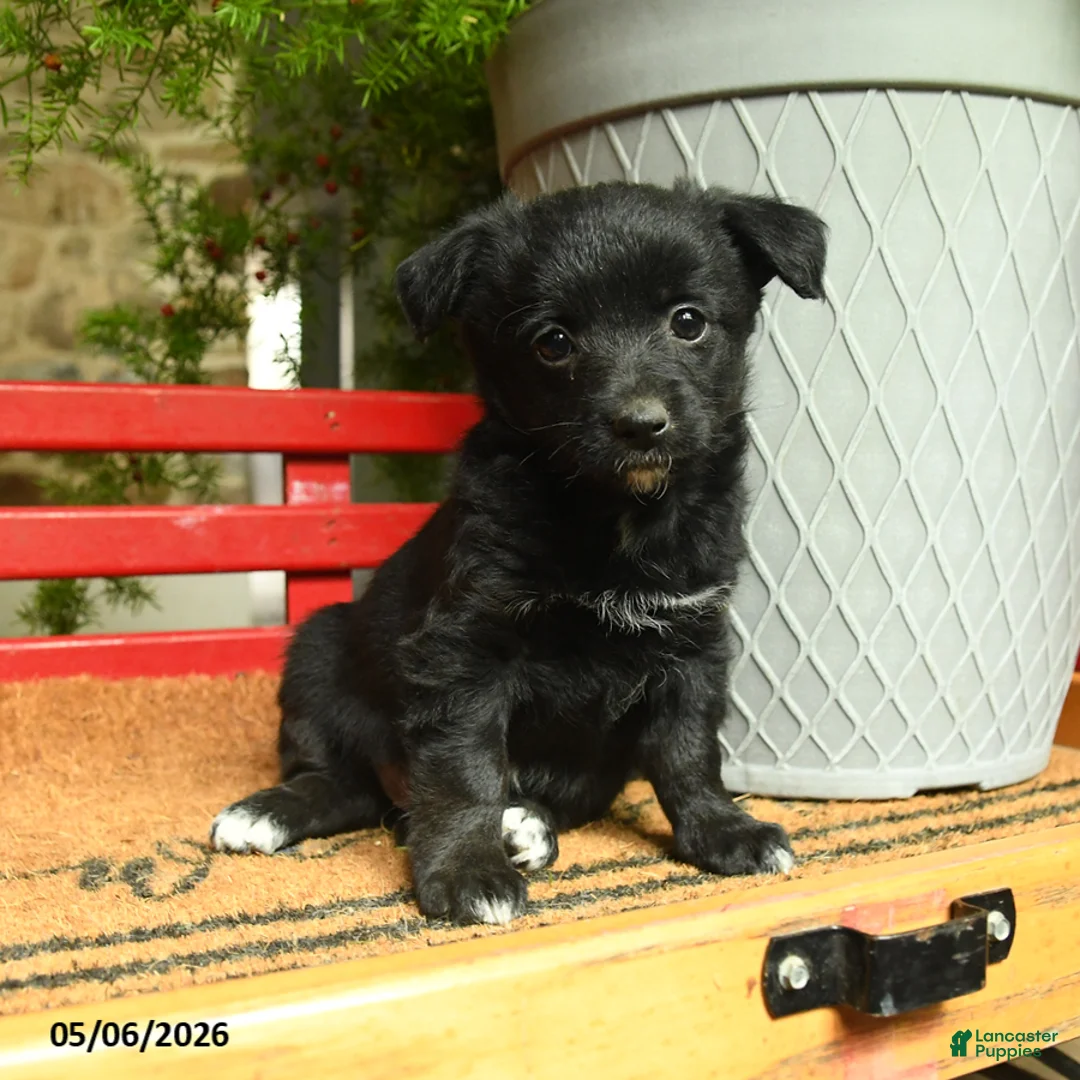 Corgipoo dogs for sale: Florance - Ad 2