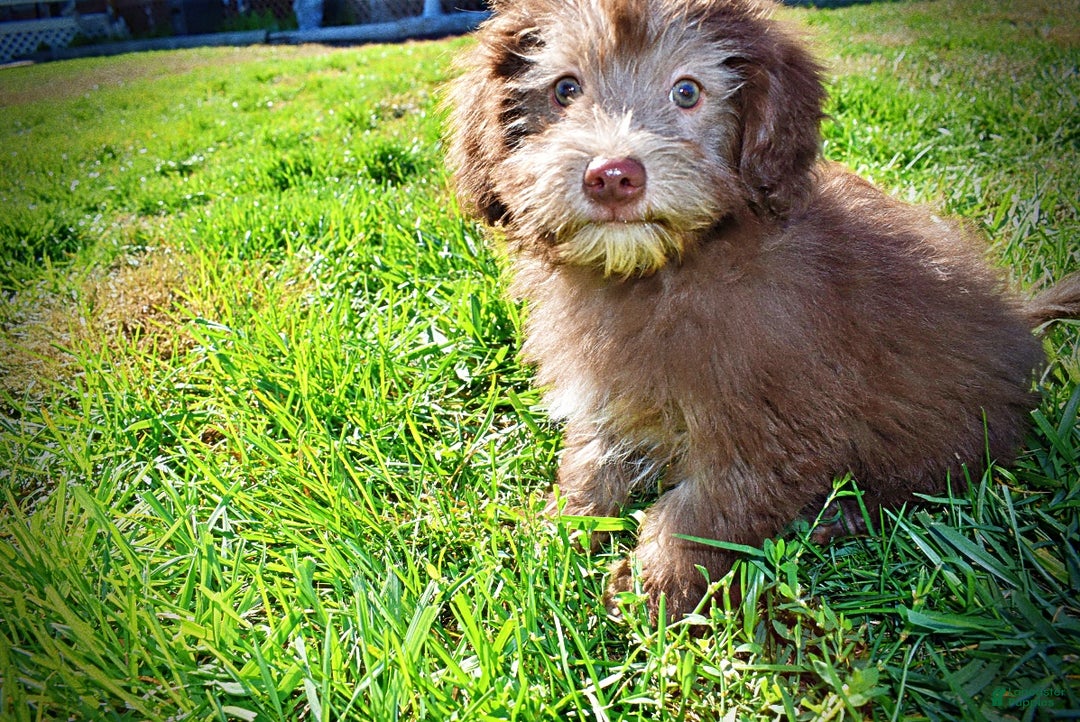 Havapoo dogs for sale: Hero - Ad 7