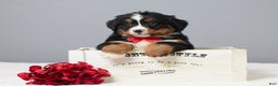 Bernese Mountain Dog dogs for sale: Freddie - Ad 1