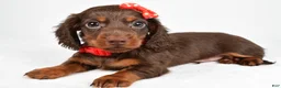 Miniature Dachshund dogs for sale: Toby - Ad 3