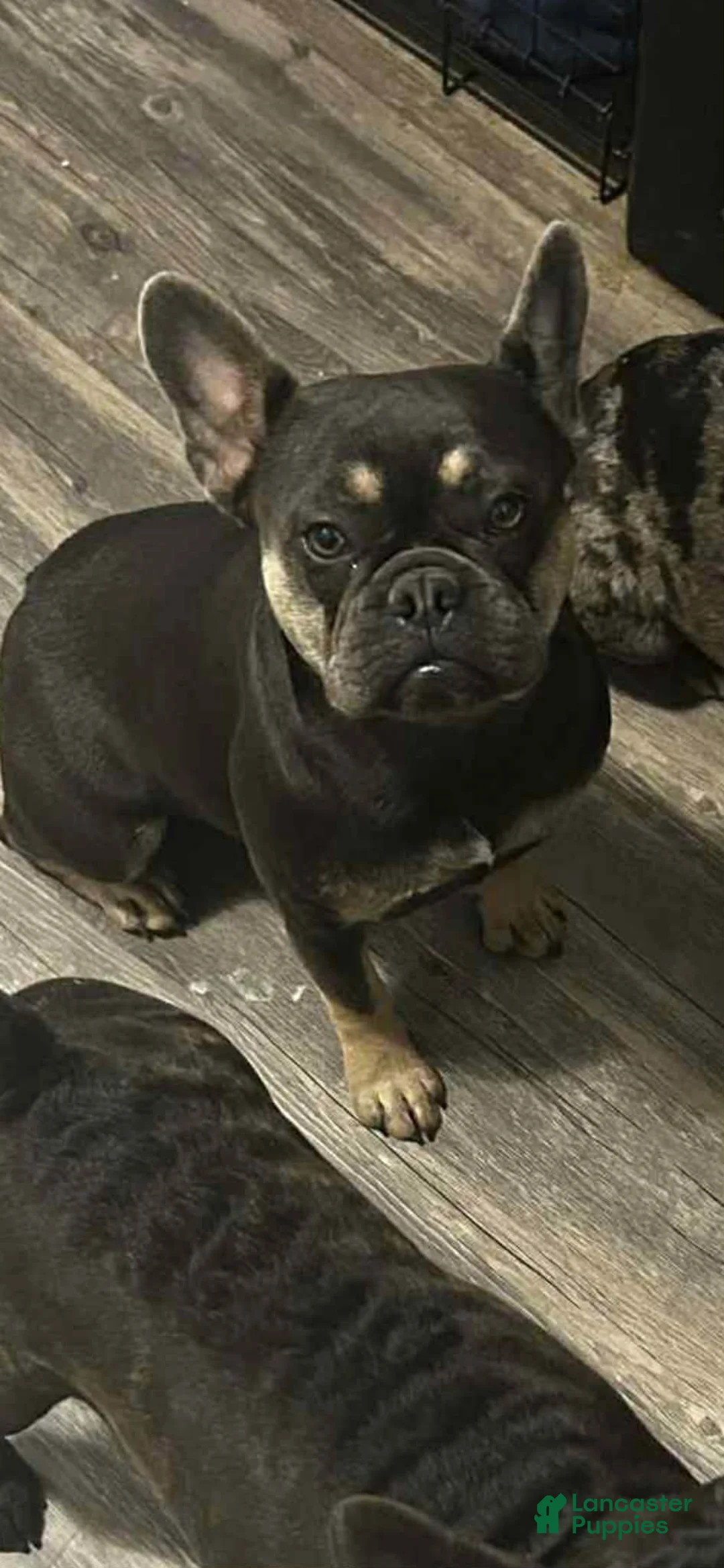 French Bulldog dogs for sale: French Bulldog Puppy 1 - Ad 2
