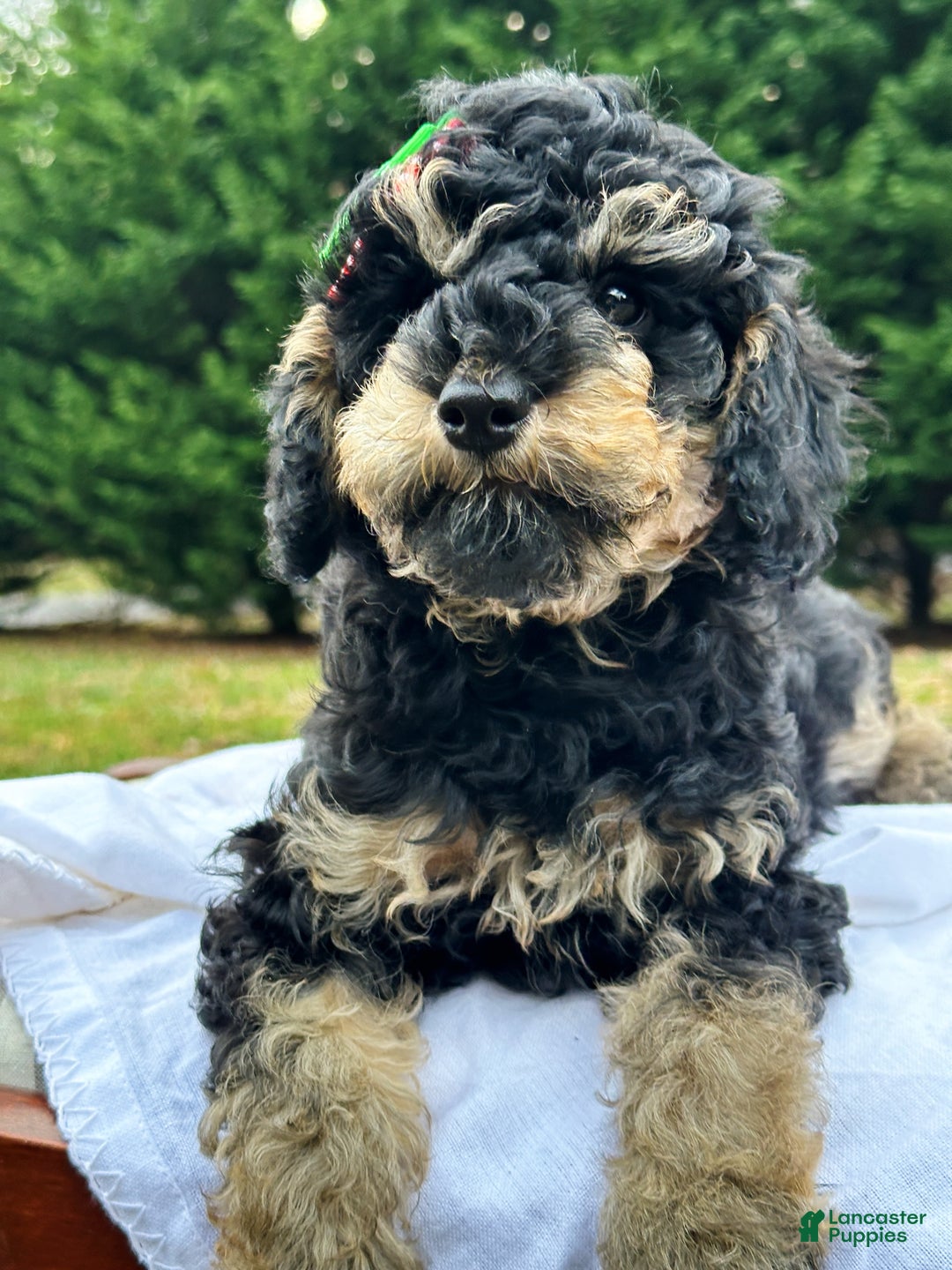 Miniature Poodle dogs for sale: Fiona - Ad 3