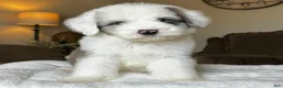 Sheepadoodle dogs for sale: Wrangler - Ad 5
