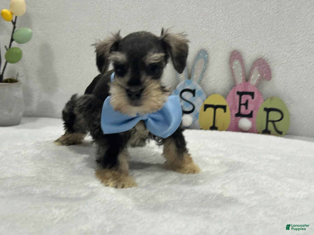 Miniature Schnauzer dogs for sale: Gypsy Male 2 - Ad 1