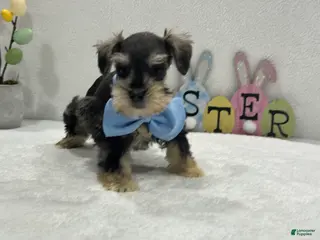 Miniature Schnauzer dogs Gypsy Male 2 - Ad 32