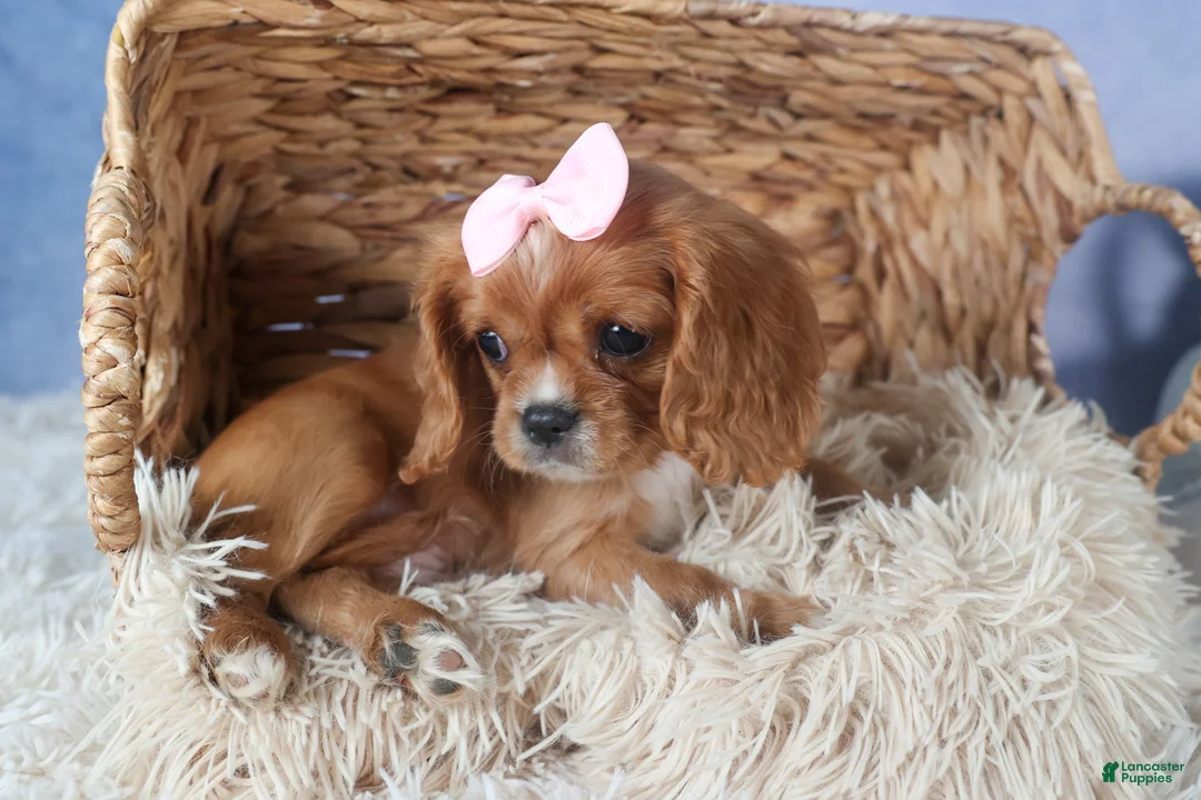Cavalier King Charles Spaniel dogs for sale: Pippin - Ad 5