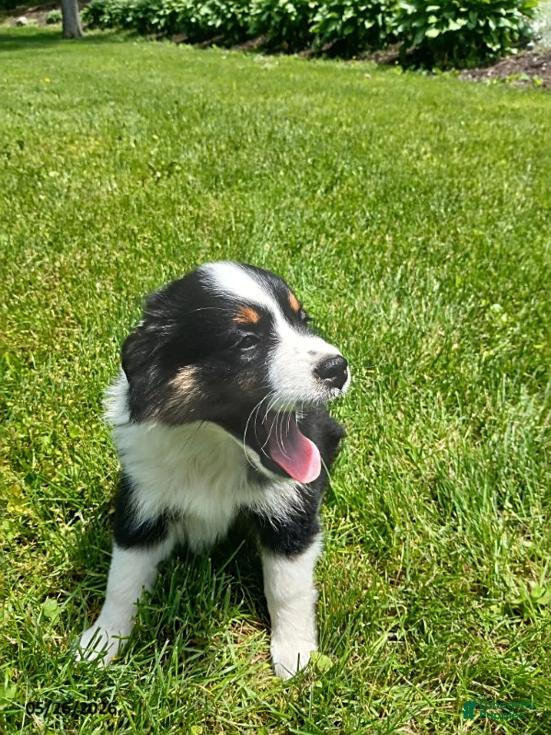 Miniature Australian Shepherd dogs for sale: Patrick - Ad 5