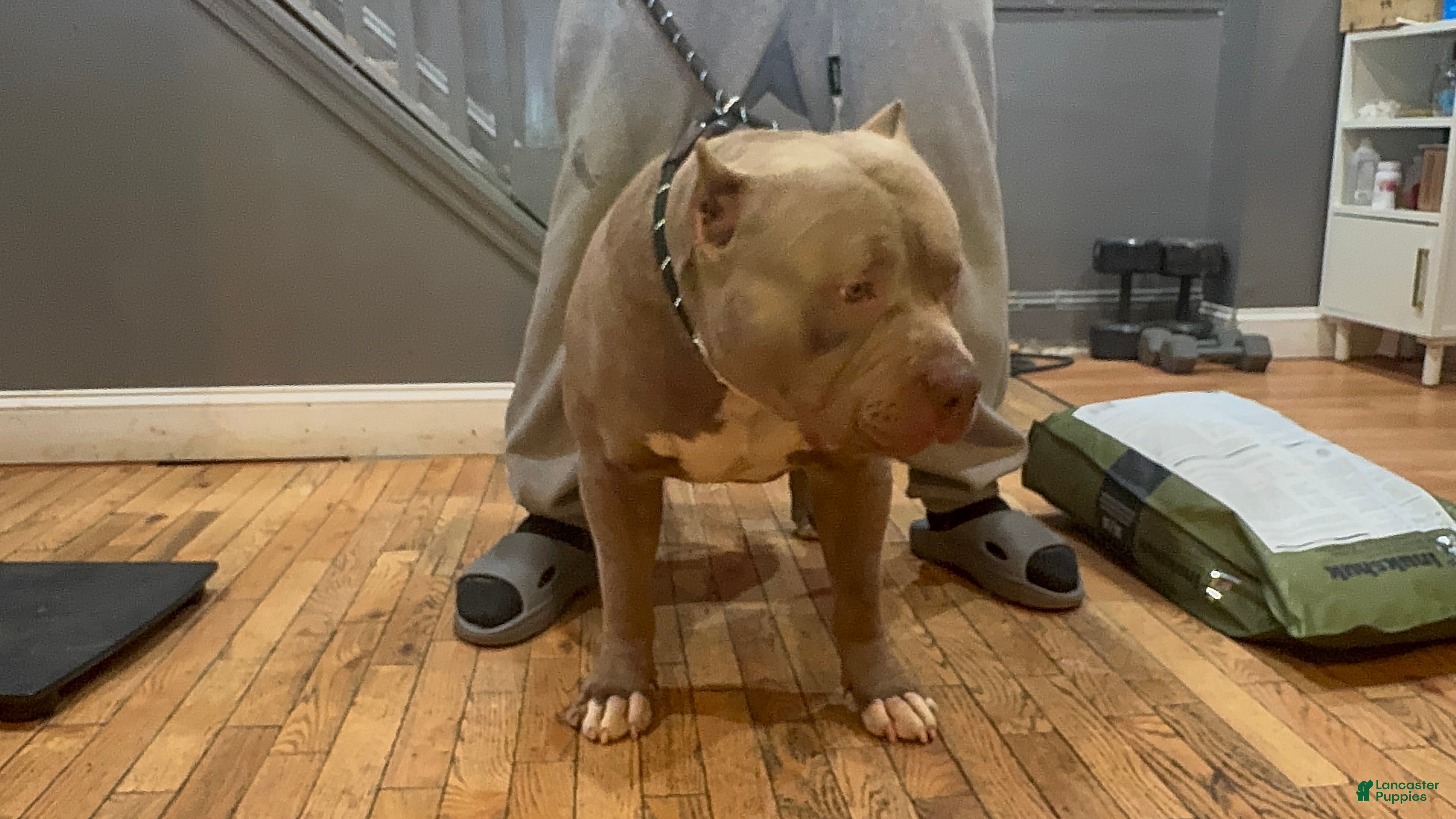 American Bully dogs Galactus - Ad 2