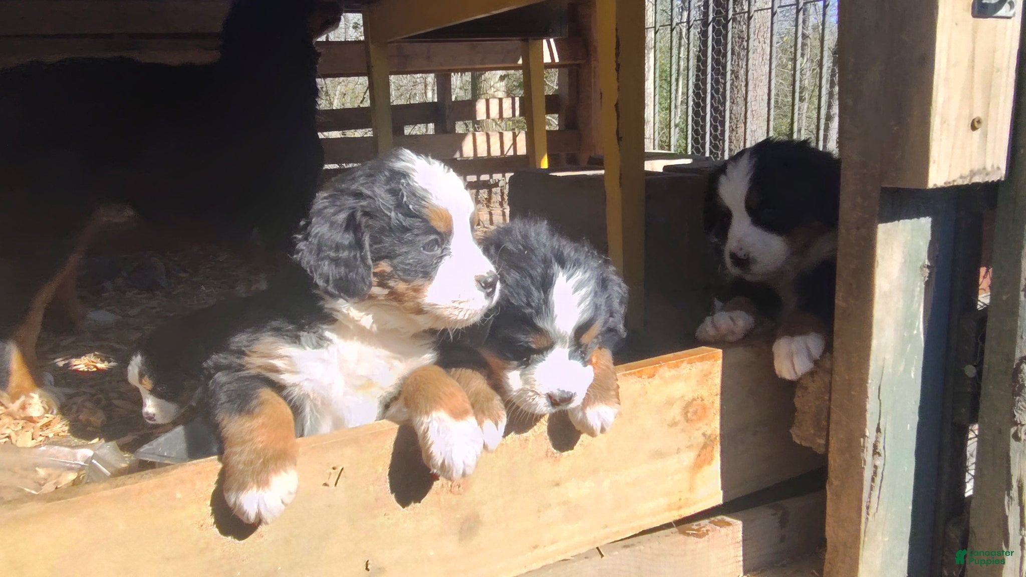 Bernese Mountain Dog dogs Bernese Mountain Dog Puppy 1 - Ad 33