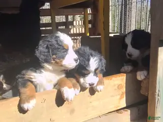 Bernese Mountain Dog dogs Bernese Mountain Dog Puppy 1 - Ad 33