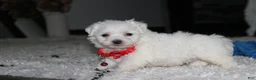 Bichon Frise dogs for sale: ❤️Jojo❤️ - Ad 9