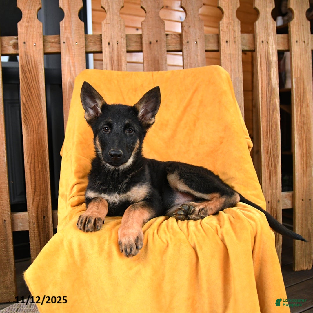 German Shepherd dogs for sale: Princess - Ad 3