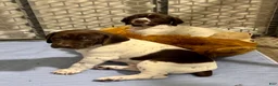 German Shorthaired Pointer dogs for sale: Romeo <3 - Ad 5