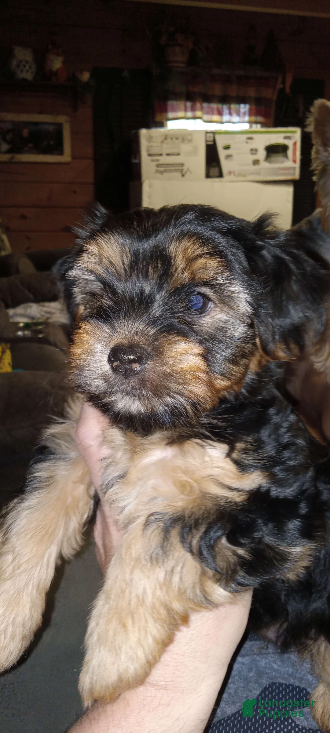 Gallery Image {{count}}