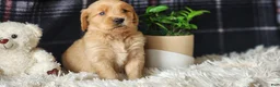 Golden Retriever dogs for sale: Lance - Ad 4