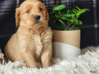 Golden Retriever dogs Lance - Ad 20