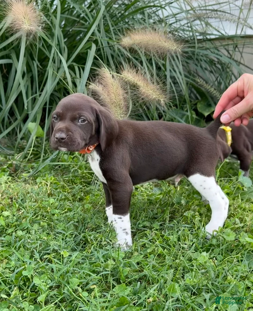 German Shorthaired Pointer dogs for sale: German Shorthaired Pointer 6 - Ad 2