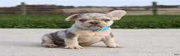 French Bulldog dogs for sale: Rigby - Ad 4