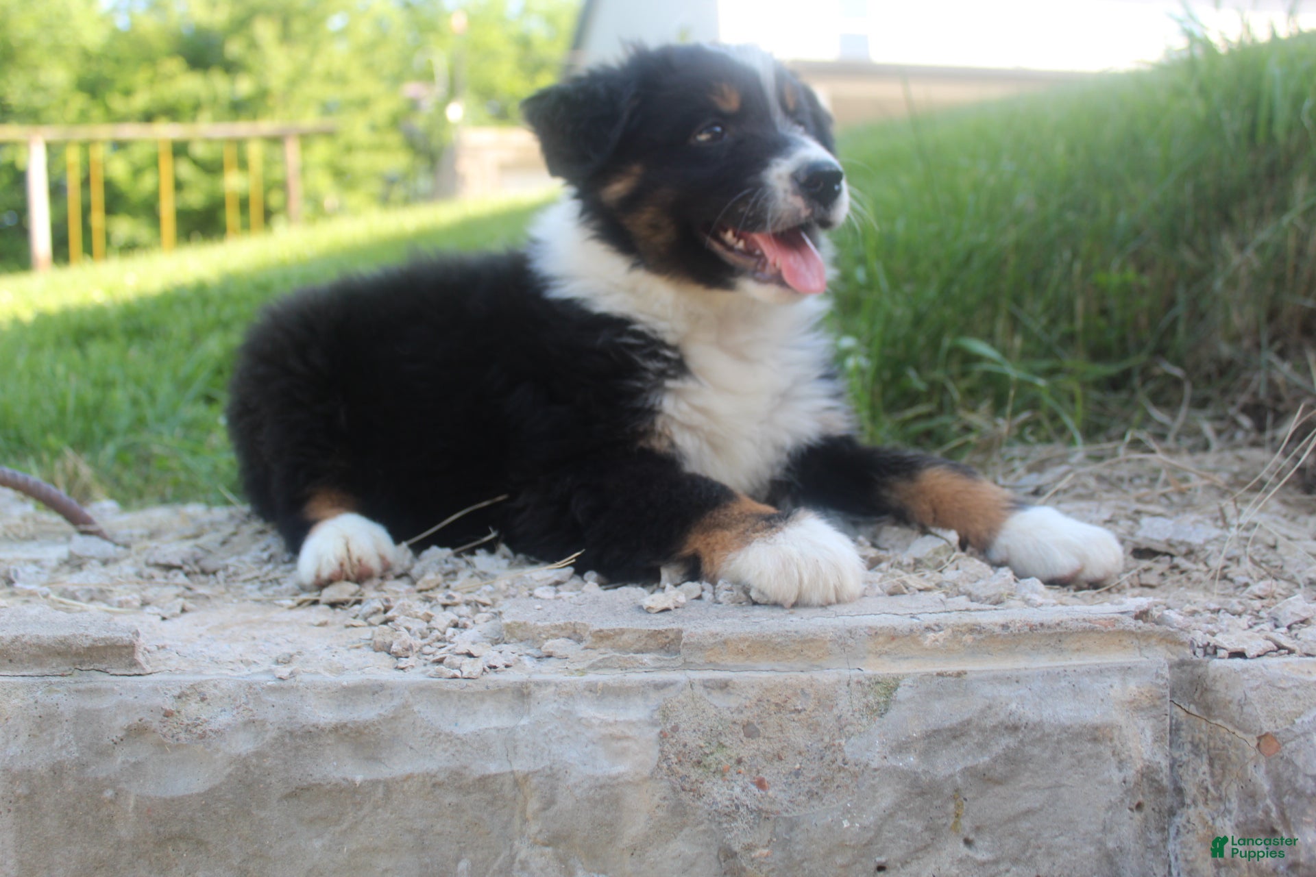 Australian Shepherd dogs Australian Shepherd Puppy 1 - Ad 1