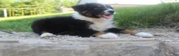 Australian Shepherd dogs for sale: Australian Shepherd Puppy 1 - Ad 1