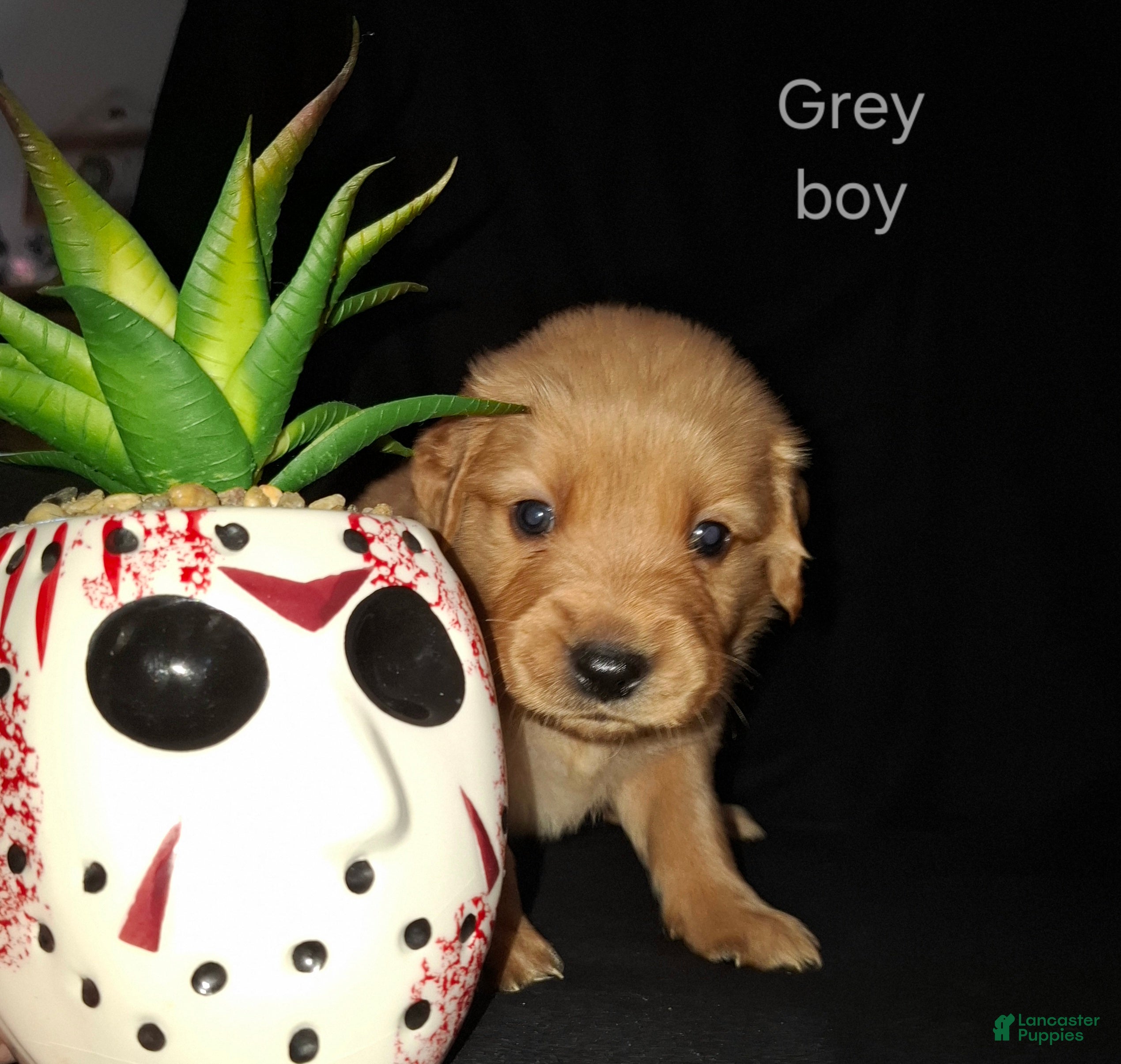 Golden Retriever dogs for sale: Golden Retriever 3 - Ad 25