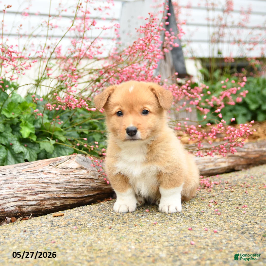 Welsh Corgi Pembroke dogs for sale: Paul - Ad 3