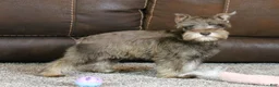 Miniature Schnauzer dogs for sale: Maggie - Ad 6
