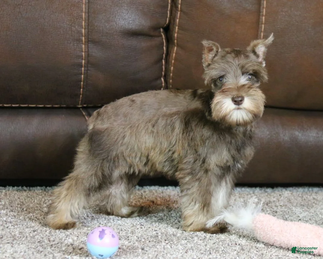 Miniature Schnauzer dogs for sale: Maggie - Ad 6