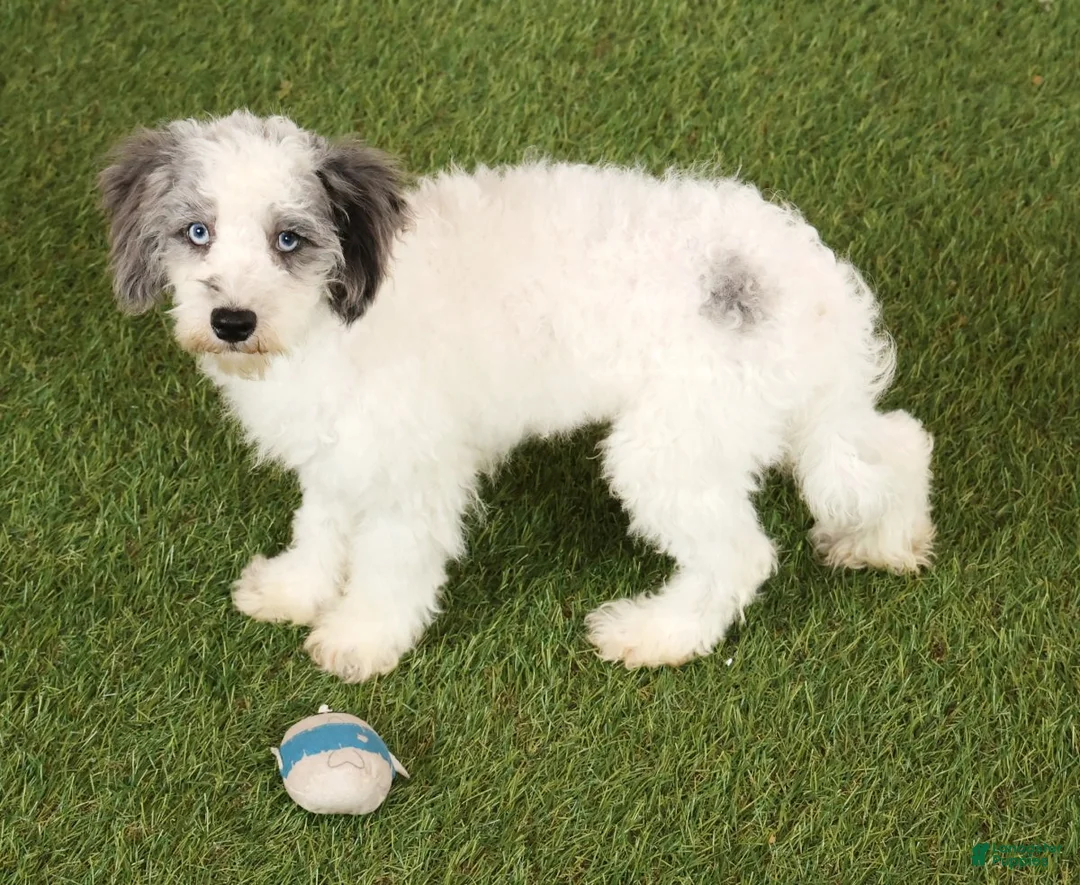 Havapoo dogs for sale: Edward - Ad 1