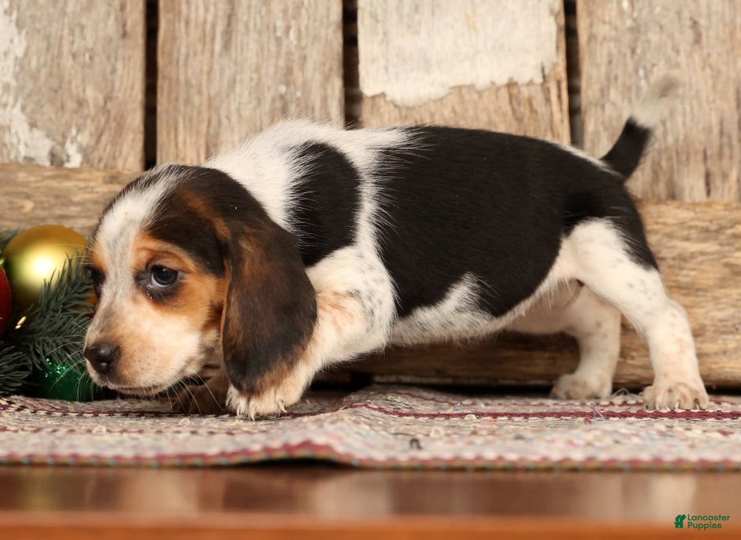 Beagle dogs for sale: Jolly - Ad 8