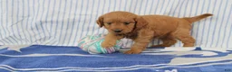 Mini Goldendoodle dogs for sale: Maple - Ad 3