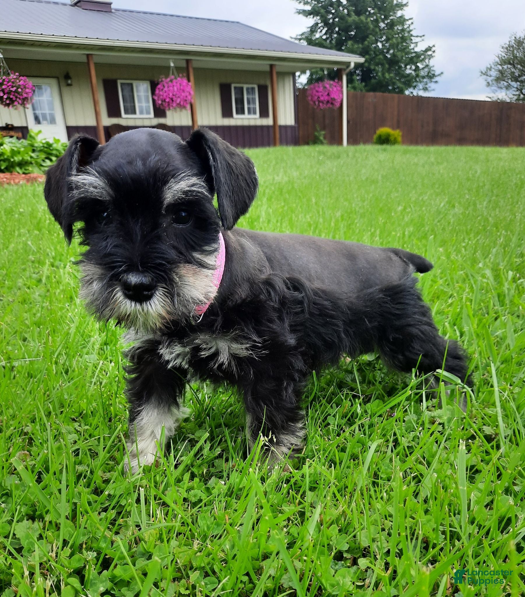 Miniature Schnauzer dogs AKC Bailey - Ad 1