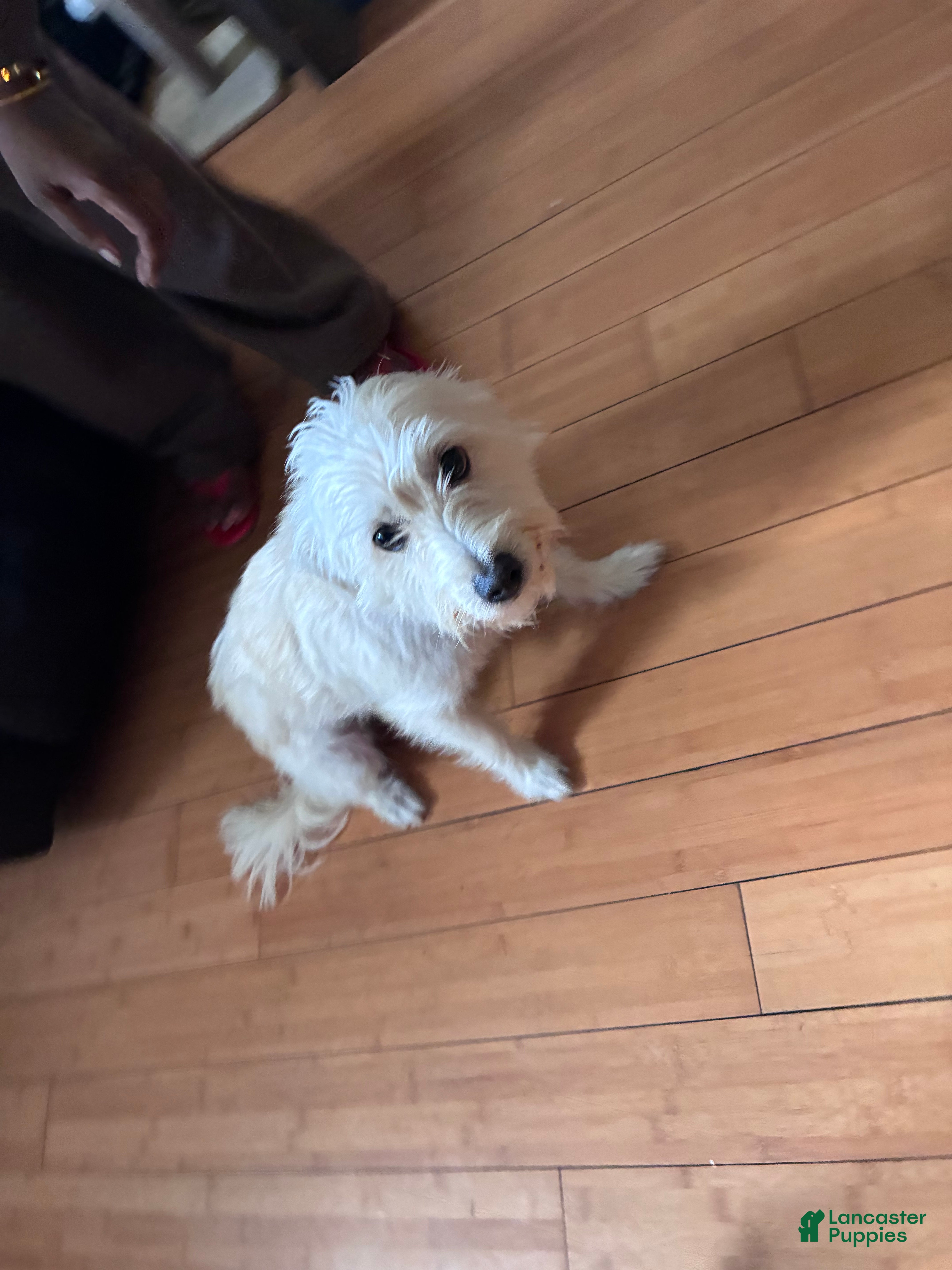 Mixed Breed dogs Mixed Breed 2 - Ad 10