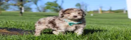 Newfypoo dogs for sale: Cliff - Ad 7