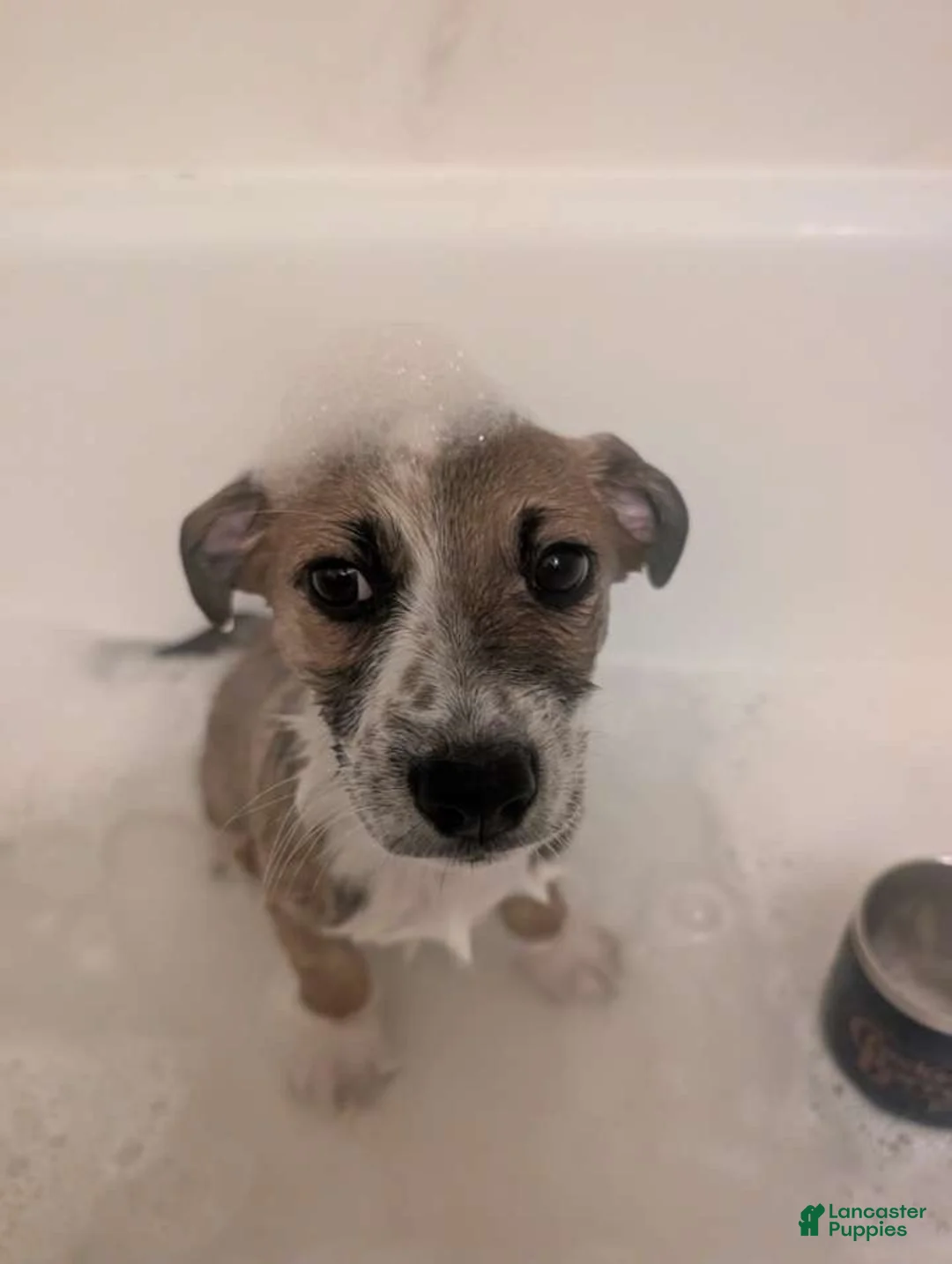 Mixed Breed dogs for sale: Cowboy corgi  - Ad 2