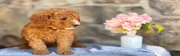 Goldendoodle dogs for sale: Milkshake - Ad 8