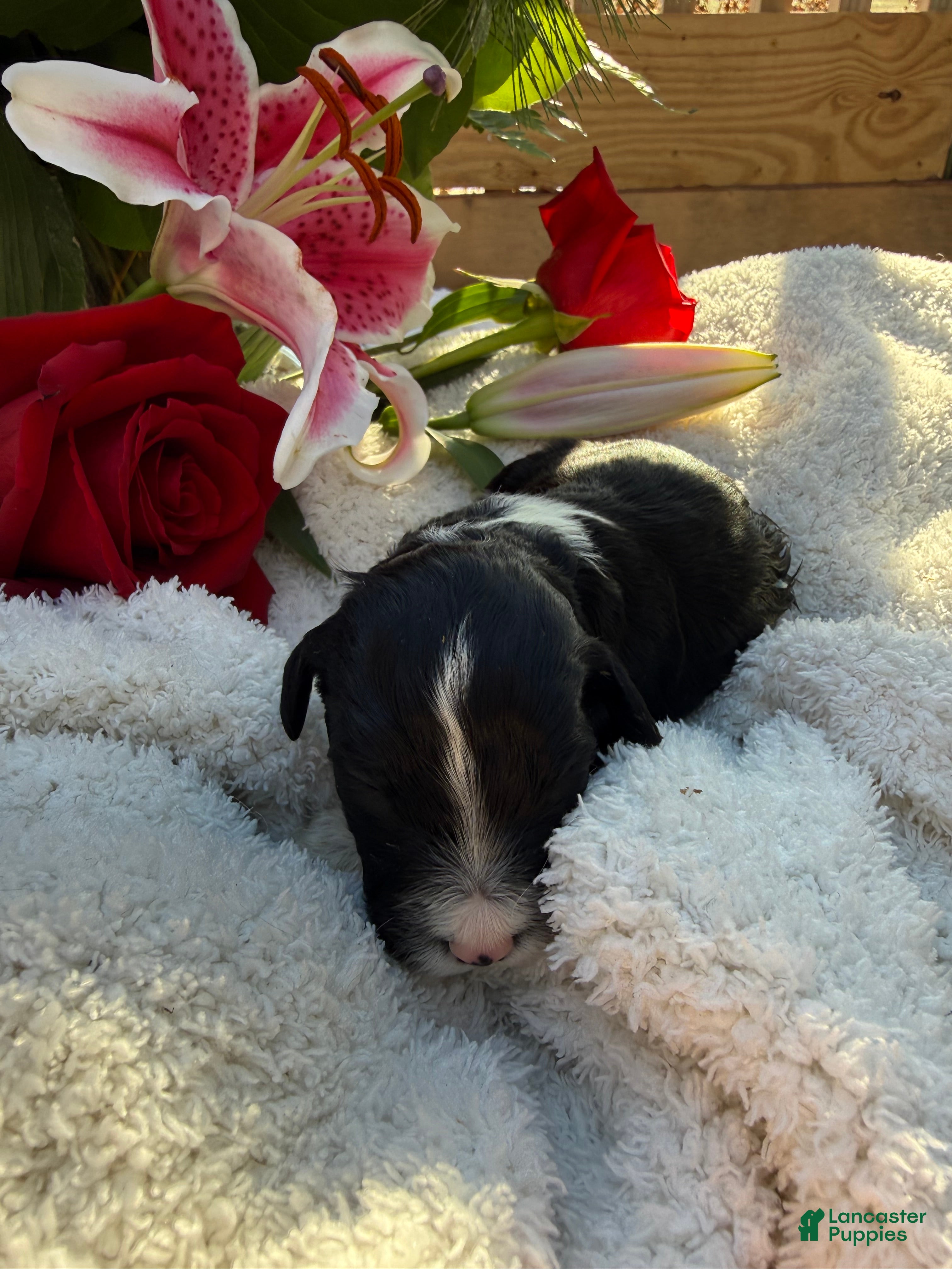 Mixed Breed dogs Diamont - Ad 24