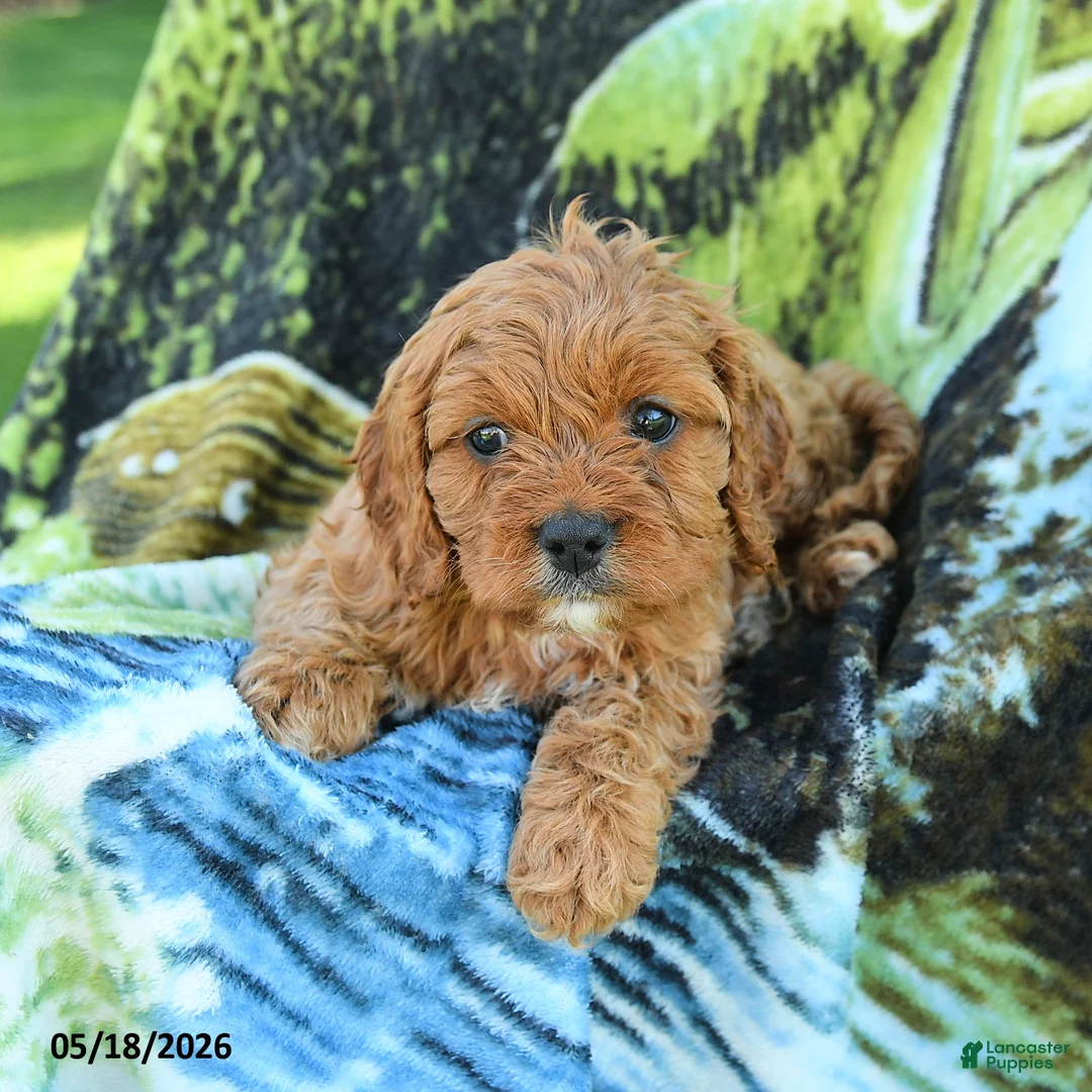 Cavapoo dogs for sale: Madison - Ad 2
