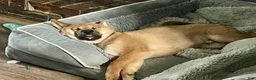 Shiba Inu dogs for sale: Zane - Ad 6