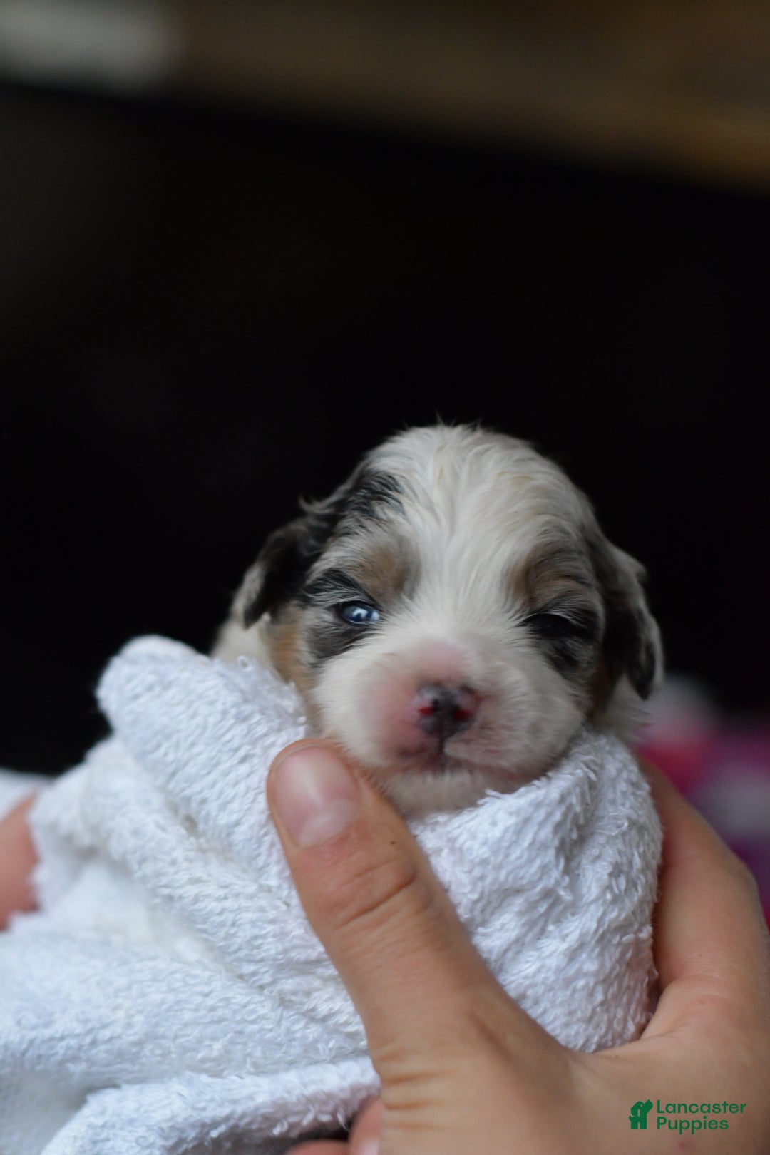 Mini Aussiedoodle dogs for sale: Cash - Ad 6