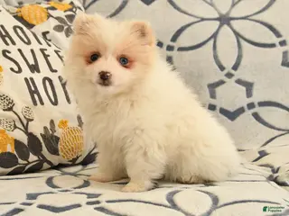 Pomeranian dogs for sale: Queenie - Ad 3