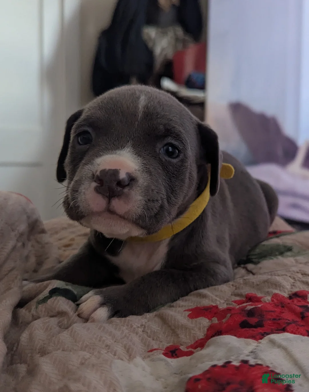 American Bully dogs for sale: American Bully Puppy 6 - Ad 11