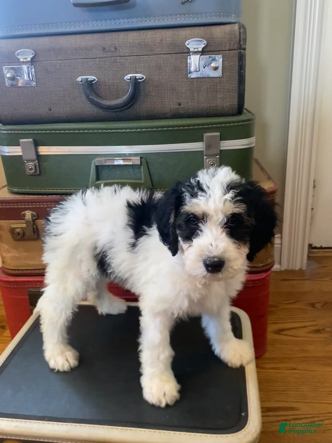 Mini Bernedoodle dogs for sale: Snoopy - Ad 3