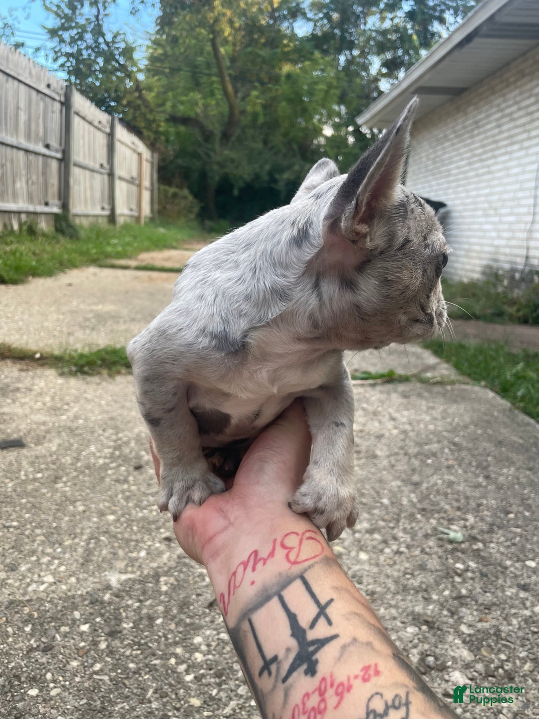 French Bulldog dogs for sale: Stormi  - Ad 2